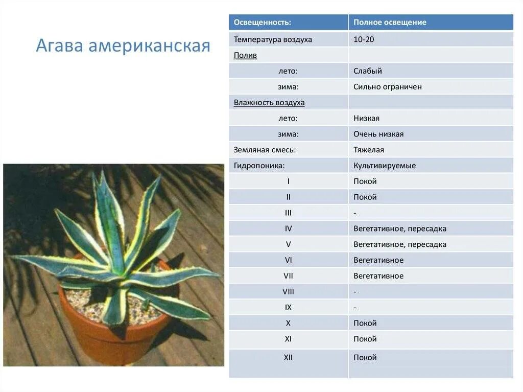 Агава алоэвидная. Агава Тип корневой системы. Агава растение комнатное лечебные свойства. Особенности растения Агавы. Агава особенности растения