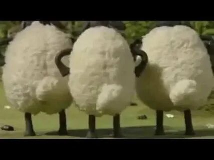Видео про барашек