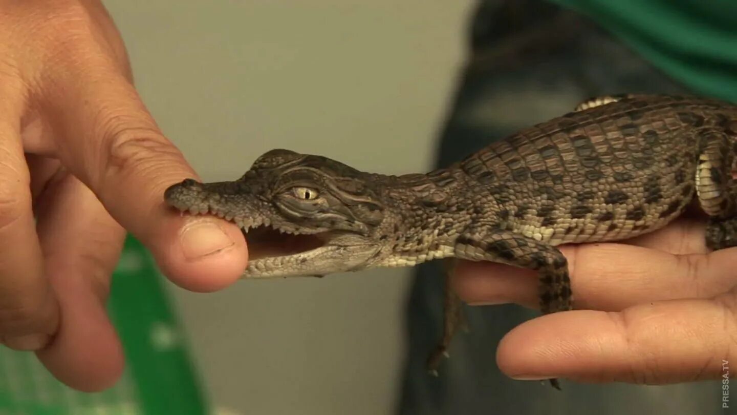 Карликовый аллигатор. Тупорылый карликовый крокодил. Тупорылый карликовый крокодил. Маленький крокодил кайман. Маленький крокодильчик.