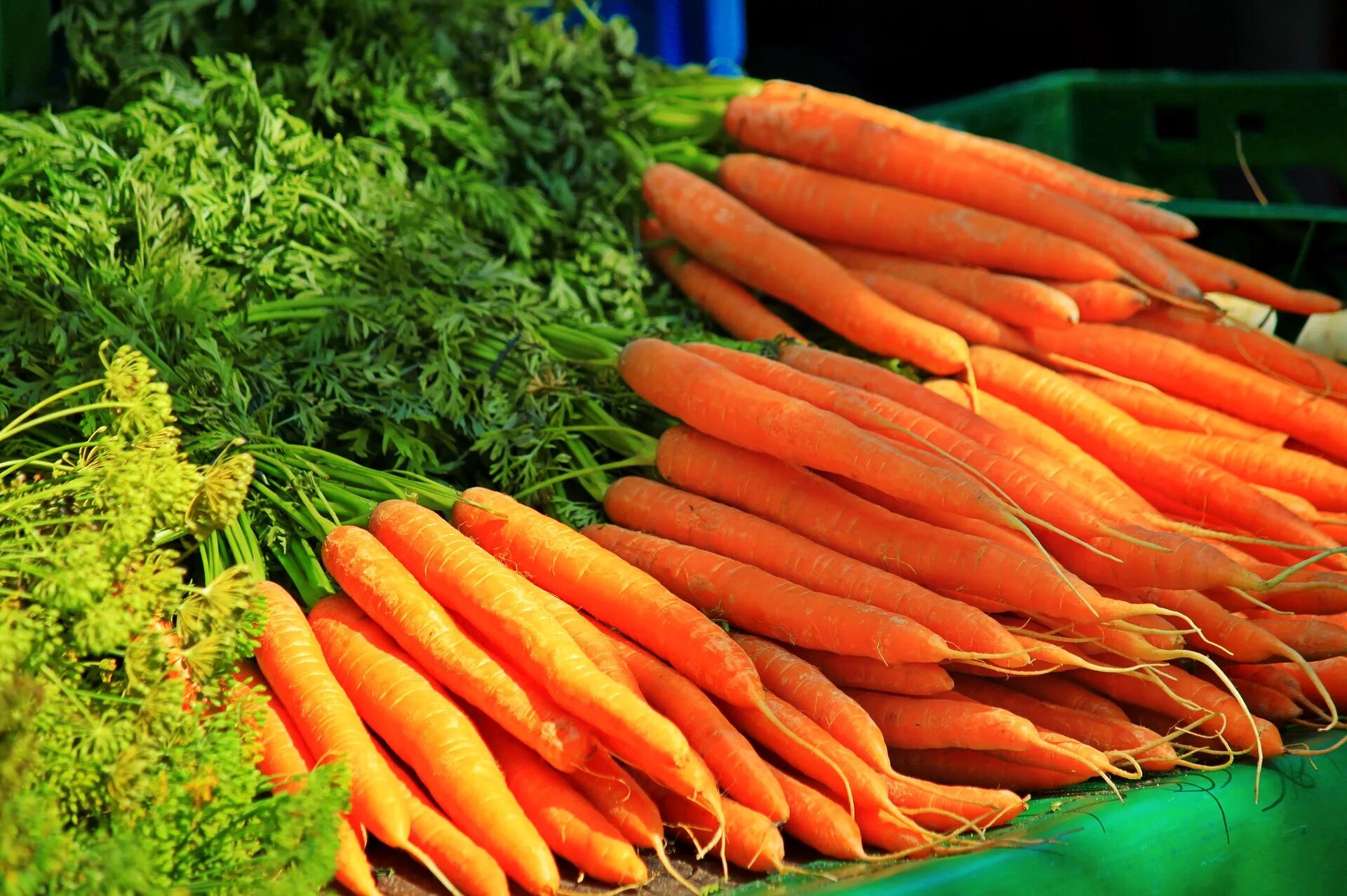 Carrot vegetable. Морковь. Красивая морковь. Морковь полезный овощ. Сырая морковь.