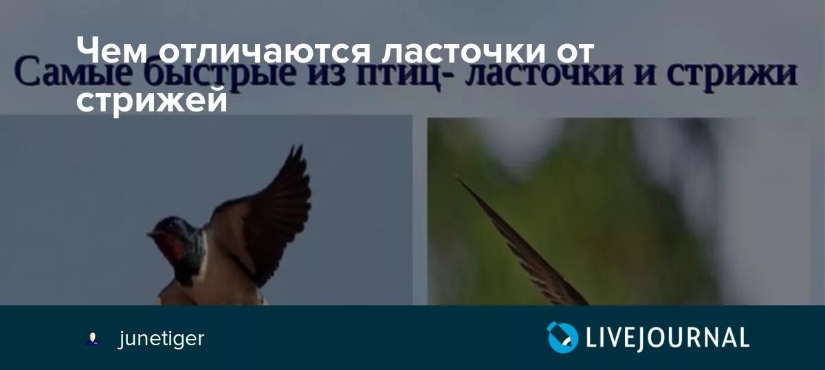 От чего стрижи стали беспокоиться почему. Стриж и Ласточка отличия. Чем отличается Ласточка от стрижа. Чем отличить ласточку от стрижа. Отличие ласточки от стрижа сходство и различие.