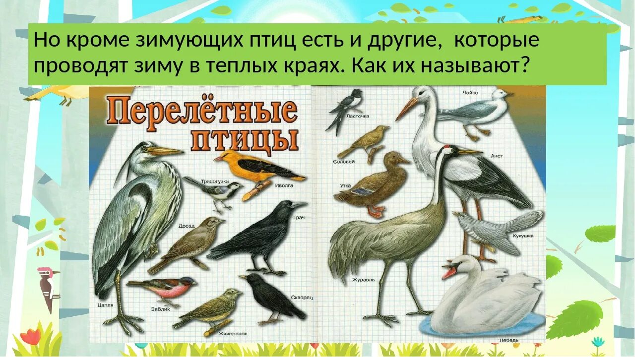 Где зимуют птицы 1 класс. Где зимуют птицы 1 класс окружающий мир. Урок по теме где зимуют птицы. Где зимуют птицы 1 класс презентация.