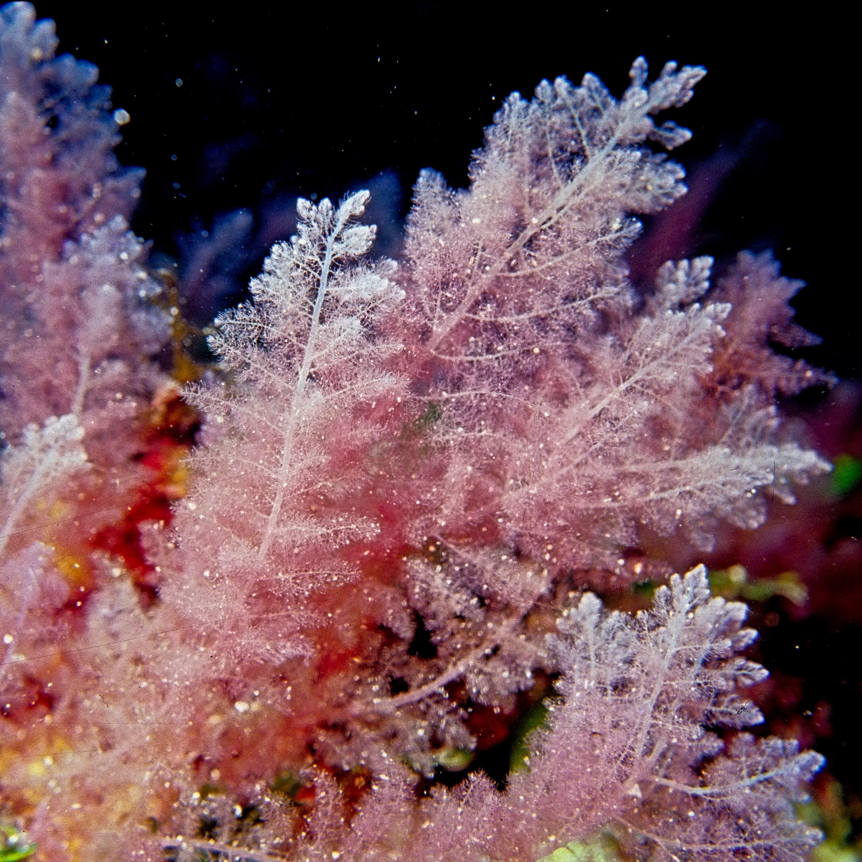 Придонные водоросли. Багрянки водоросли. Дазия водоросль. Водоросль corallina officinalis. Красные водоросли Дазия.