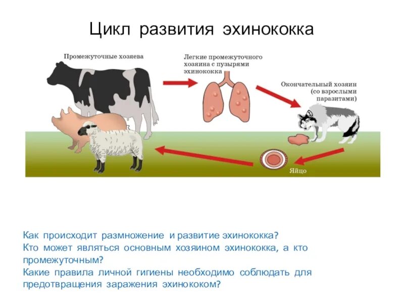 Можно ли считать человека промежуточным хозяином эхинококка. Цикл развития эхинококка промежуточный хозяин. Эхинококкоз цикл развития схема. Эхинококкоз цикл развития. Цикл развития эхинококка.