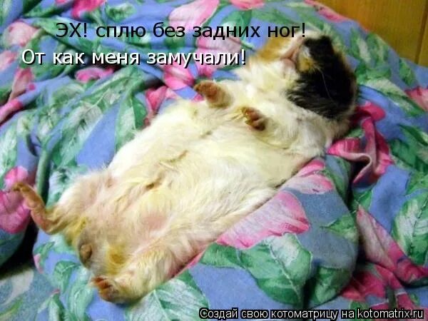 Спать без задних ног. Спать без задних ног