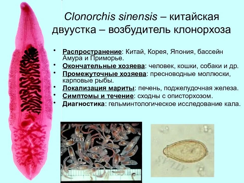 Клонорх китайский сосальщик. Клонорхоз двуустка китайская. Китайский сосальщик (Clonorchis sinensis). Двуустка китайская (Clonorchis sinensis). Сколько промежуточных хозяев имеет кошачий сосальщик