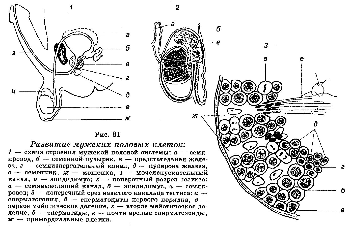 Схема образования и перемещения мужских половых клеток анатомия. Сперматогенез схема анатомия. Схема путей выведения мужских половых клеток анатомия. Схема овогенеза гистология.