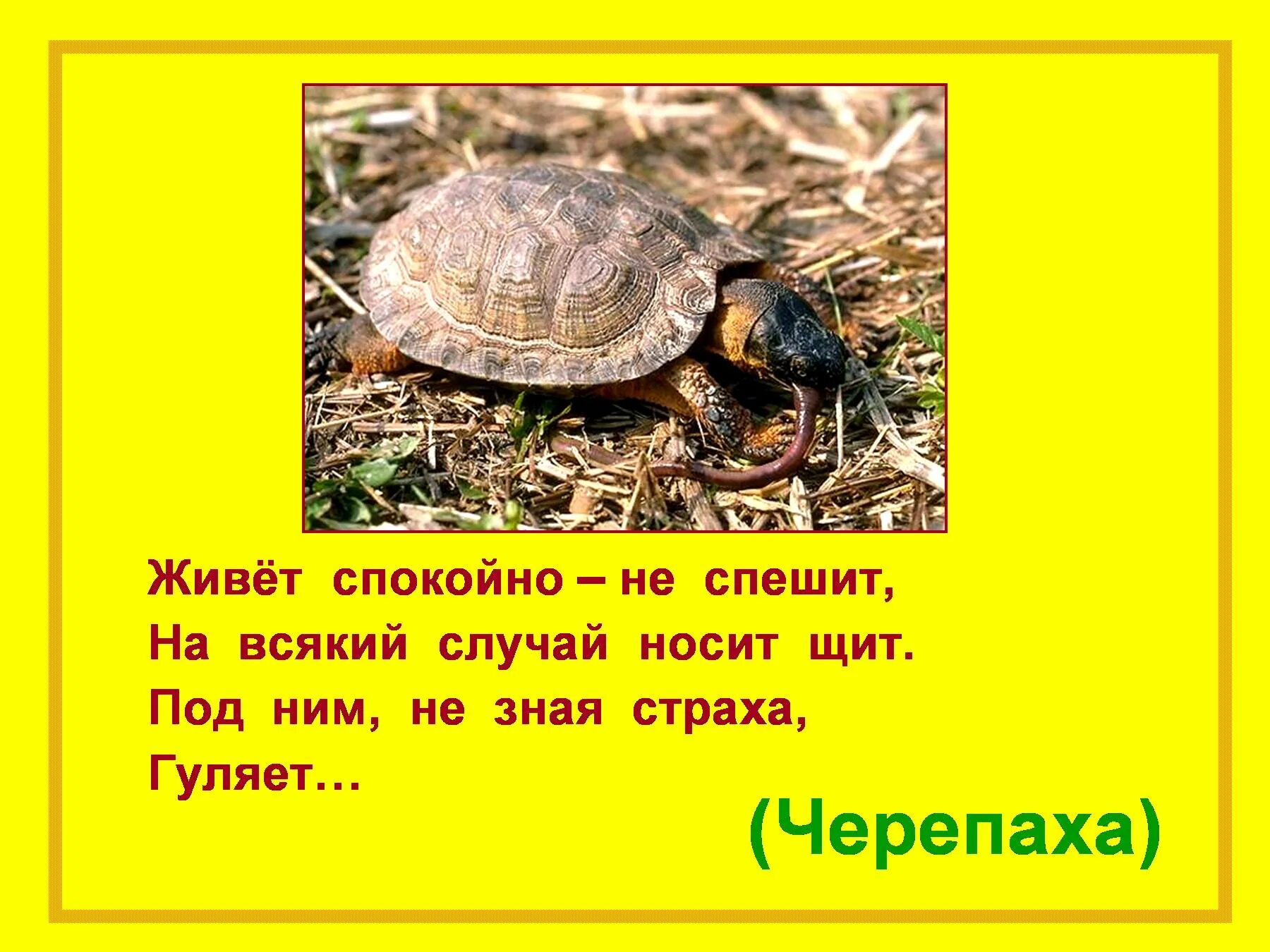 Стихотворение про черепаху. Стих про черепаху. Загадка про черепаху для детей. Стих про черепаху. Стихи про зверей.