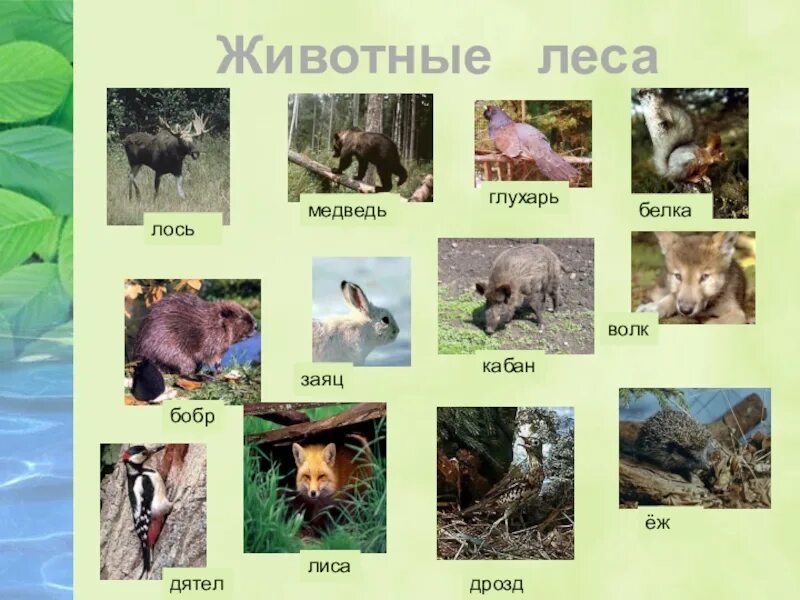 В какой природной зоне россии встречается лисица. Животные наших лесов. Обитатели леса названия. Обитатели наших лесов. Животные Лесной зоны.
