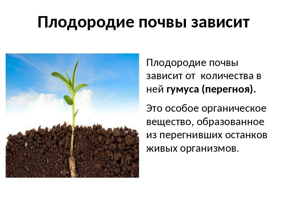 Почва и культурное растение. Плодородие почвы. Плодородие почвы зависит от. От чего зависит плодородие почвы. Почва гумус плодородие.