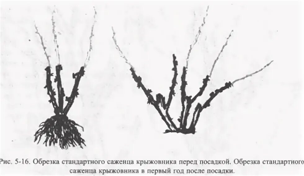 Обрезка крыжовника весной для начинающих в картинках. Как правильно обрезать крыжовник. Схема обрезки крыжовника осенью. Обрезка крыжовника по годам. Обрезка крыжовника для более крупных плодов.