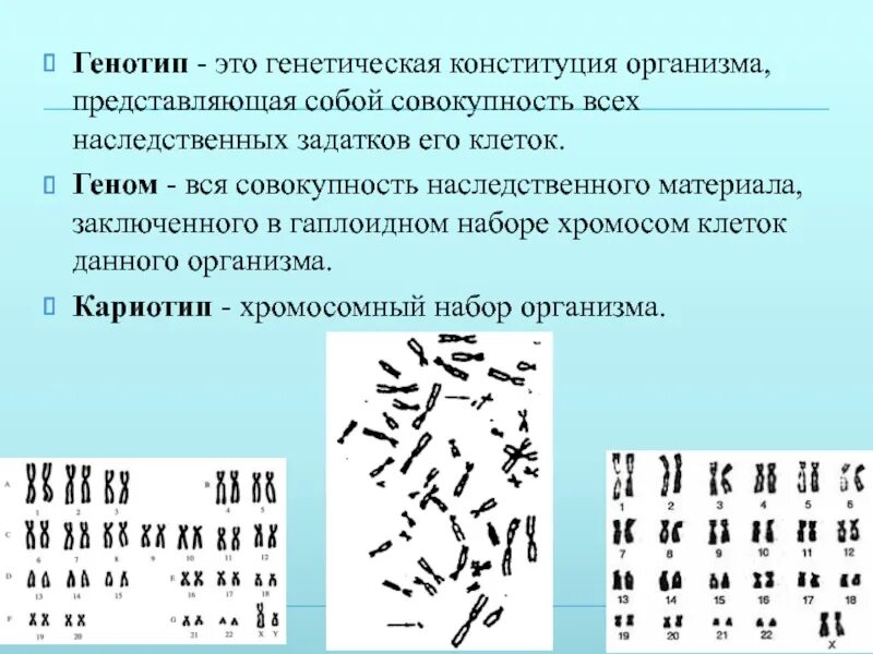 Кариотип это совокупность признаков хромосомного набора. Набор хромосом, геном, кариотип.. кариотип набор хромосом. геномные кариотипы. кариотип это набор хромосом в соматических клетках.