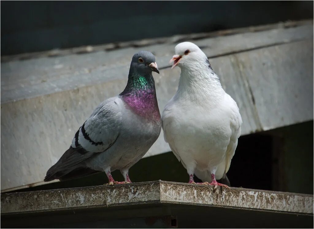 Тише люди ради бога тише голуби. Тише ради бога тише голуби целуются. Тише люди ради бога тише голуби. Афоризмы про голубей. Голубиная любовь стихи.