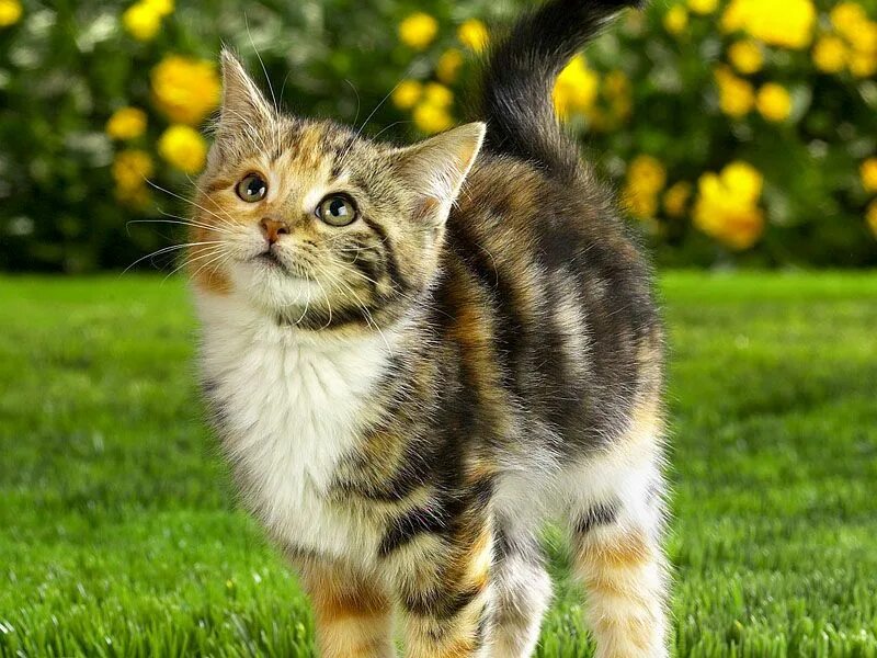 Un gato