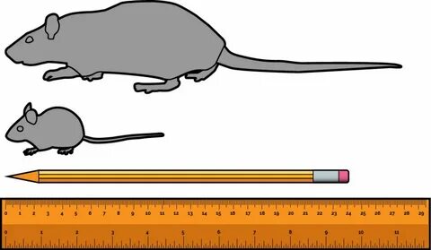 Mouse comparison