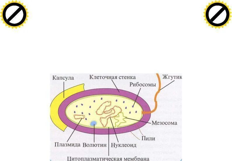 Клетка бактерии имеет днк. Строение бактериальной клетки мезосомы. Строение бактерии мезосомы. Мезосомы бактерий функции. Мезосомы в клетках бактерий.