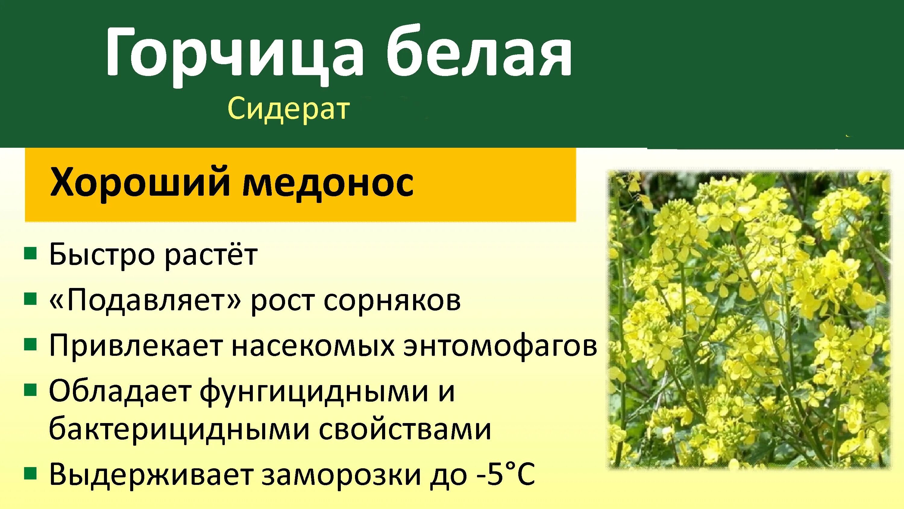Где используется горчица. Горчица белая сидерат описание. горчица полевая сидерат. крестоцветные сидераты. горчица белая растение.