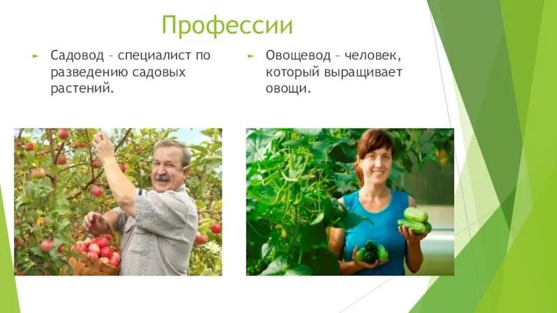 Овощевод профессия. Специальности овощеводов. Овощевод профессия для детей. Профессия которая занимается растениями.