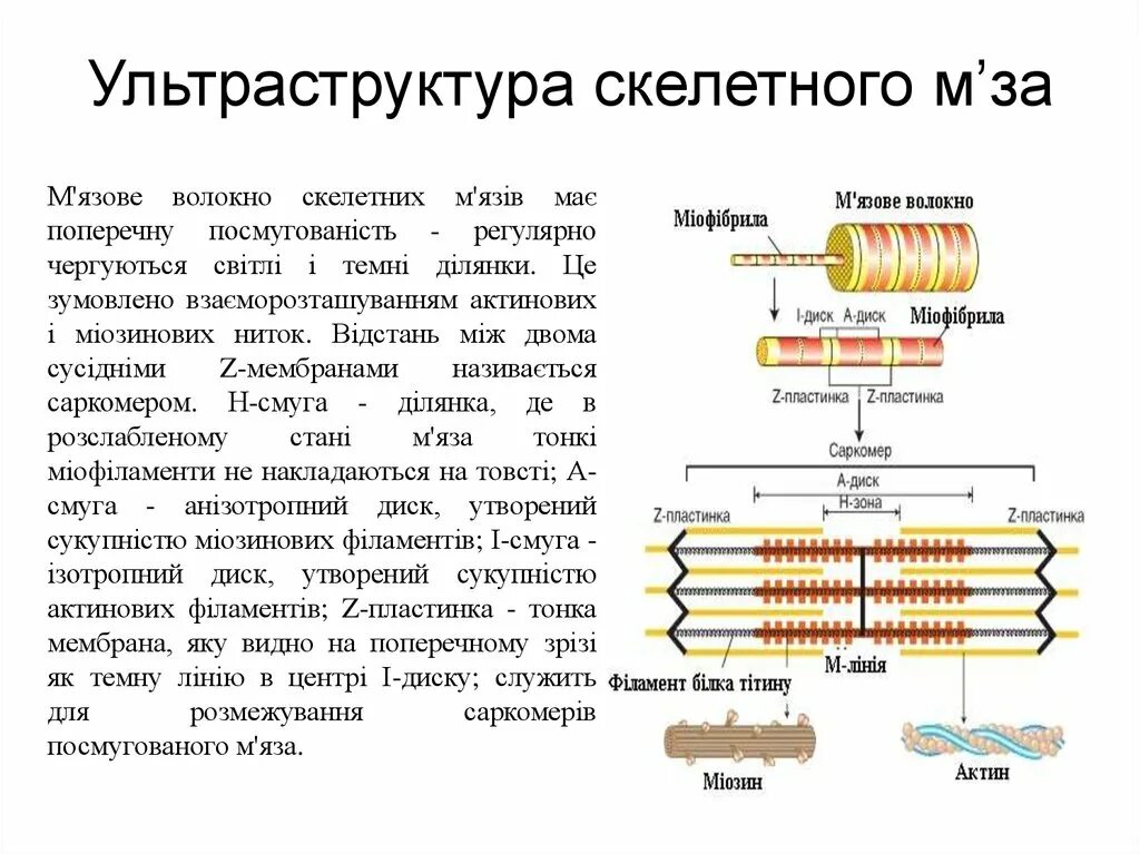 Белки саркомера. Ультраструктура миофибрилл. Саркомер ультраструктура. Ультраструктура саркомера мышечного волокна. Строение саркомера.