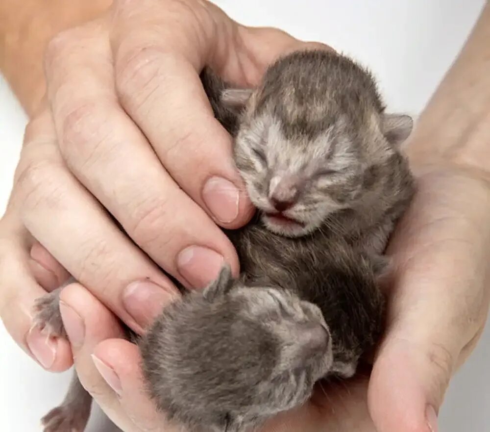 Кошка родила неделю. Недельные котята. Новорожденные котята. Новорожденный котенок.