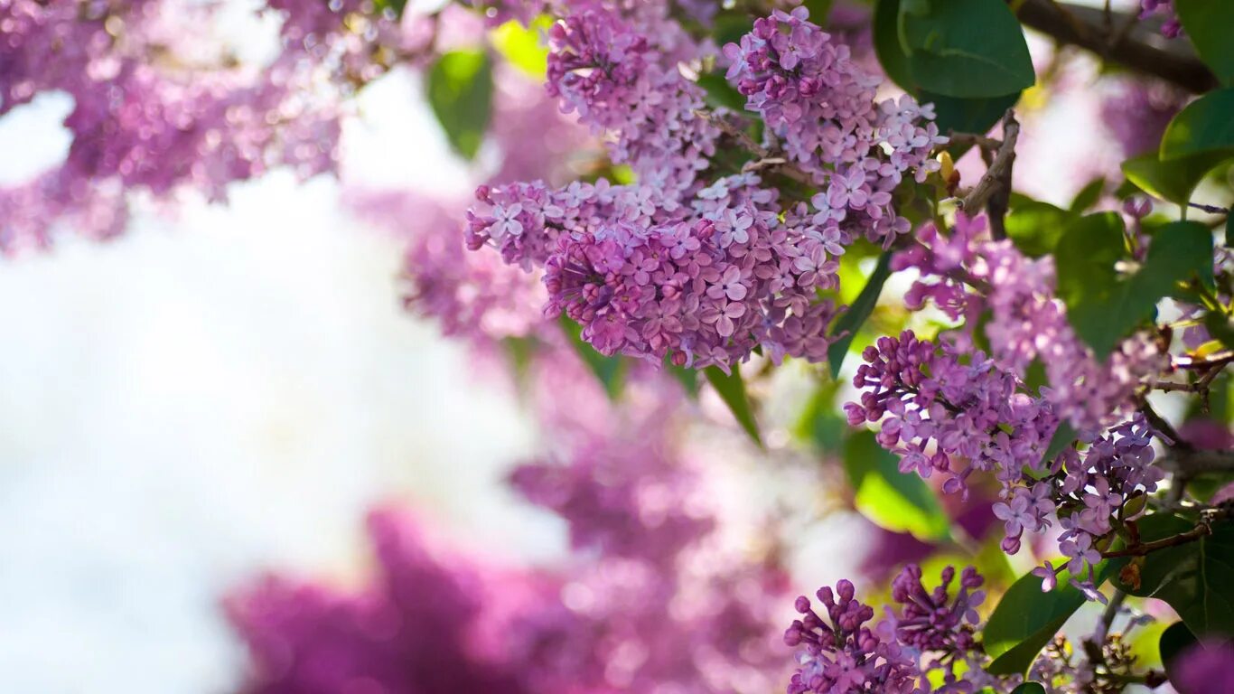 Счастливая палитра. Фиолетовые цветы цветущие в мае. Цветовой круг рал. Сирень обои. Cool and warm colours.