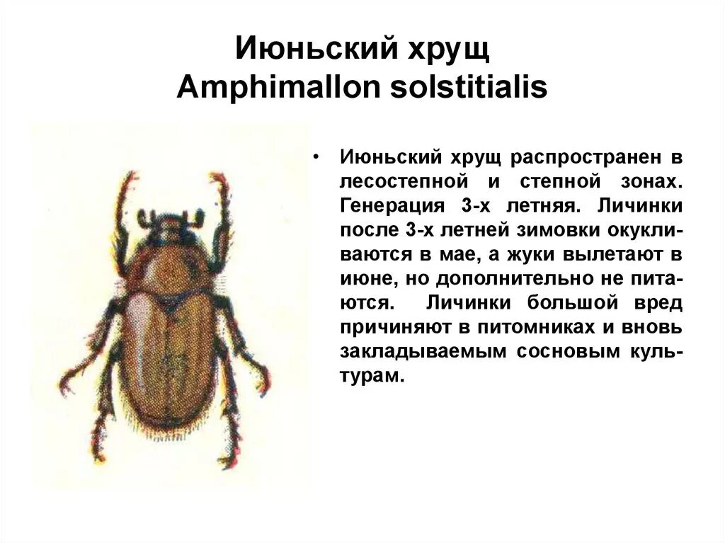 Хрущ личинка майского жука. Майский жук b ,hjypjdrfличинка. Майский жук бронзовка. Хрущ и майский жук отличия. Майский жук самец и самка.