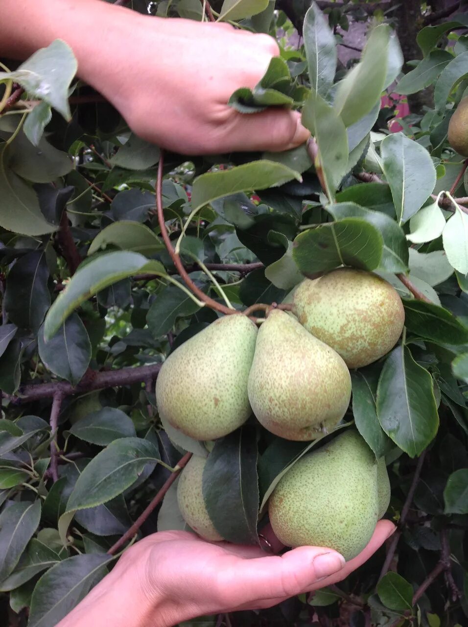 Груша сорт бере дюрандо. Груша сорт ленинаканская поздняя. Груша поздняя. Сорт груши первомайская. Груша триумф пакгама.