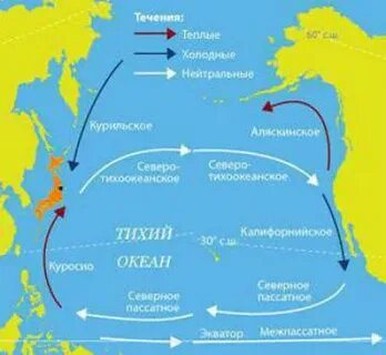 Куросио в каком океане