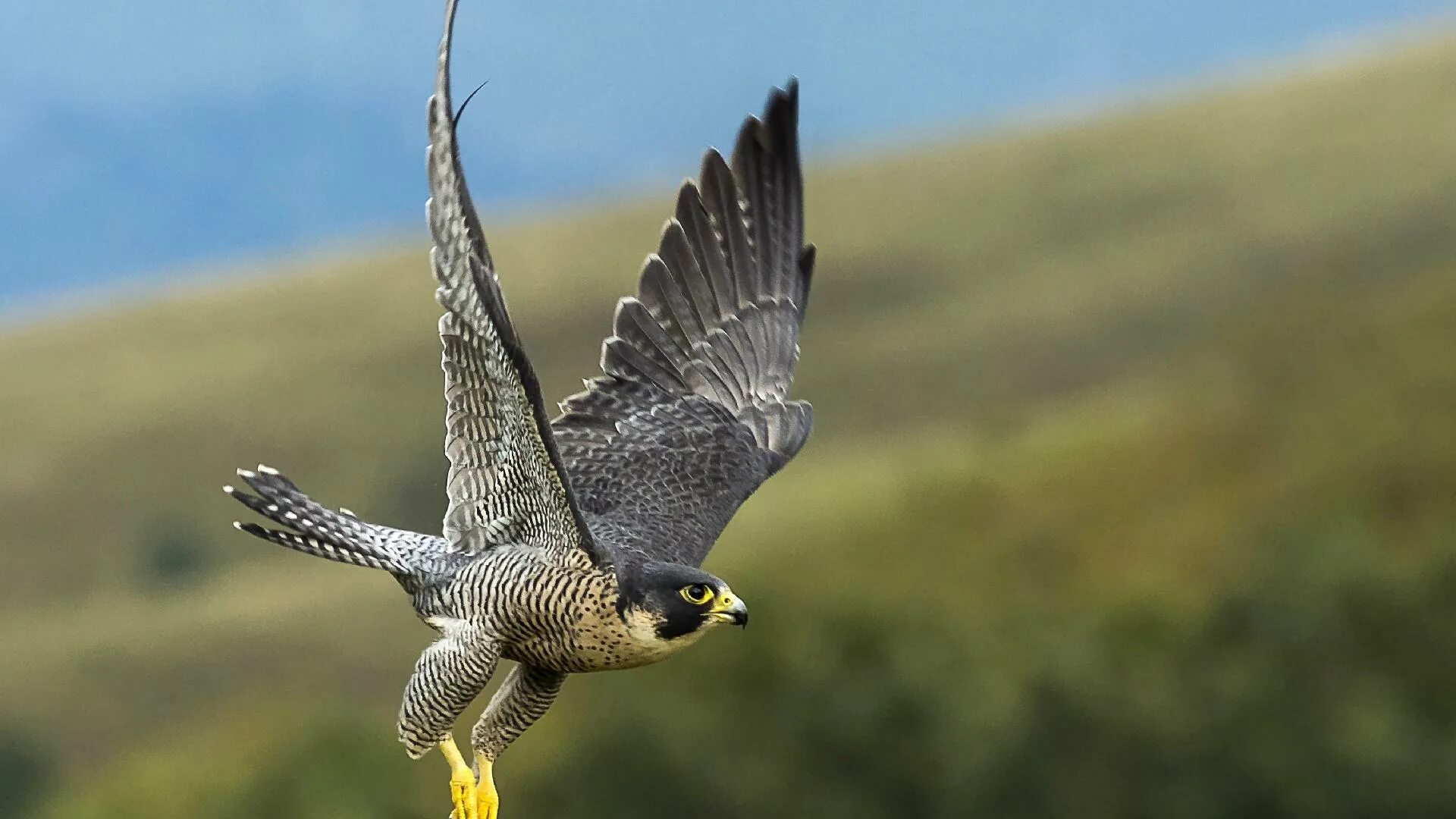 Сапсан птица. Сокол Сапсан пикирует. Сапсан Falco peregrinus. Сапсан – Falco peregrinus Tunstall, 1771. Fastest bird