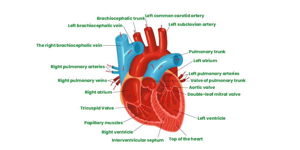 The heart structure