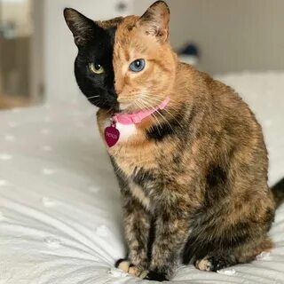 Двуликая кошка