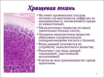 Какая ткань самая твердая в организме человека