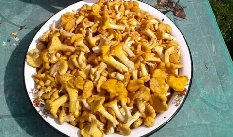 Лисички спб