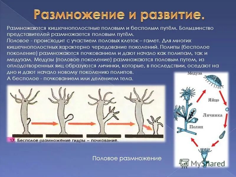 Чередование поколений происходит