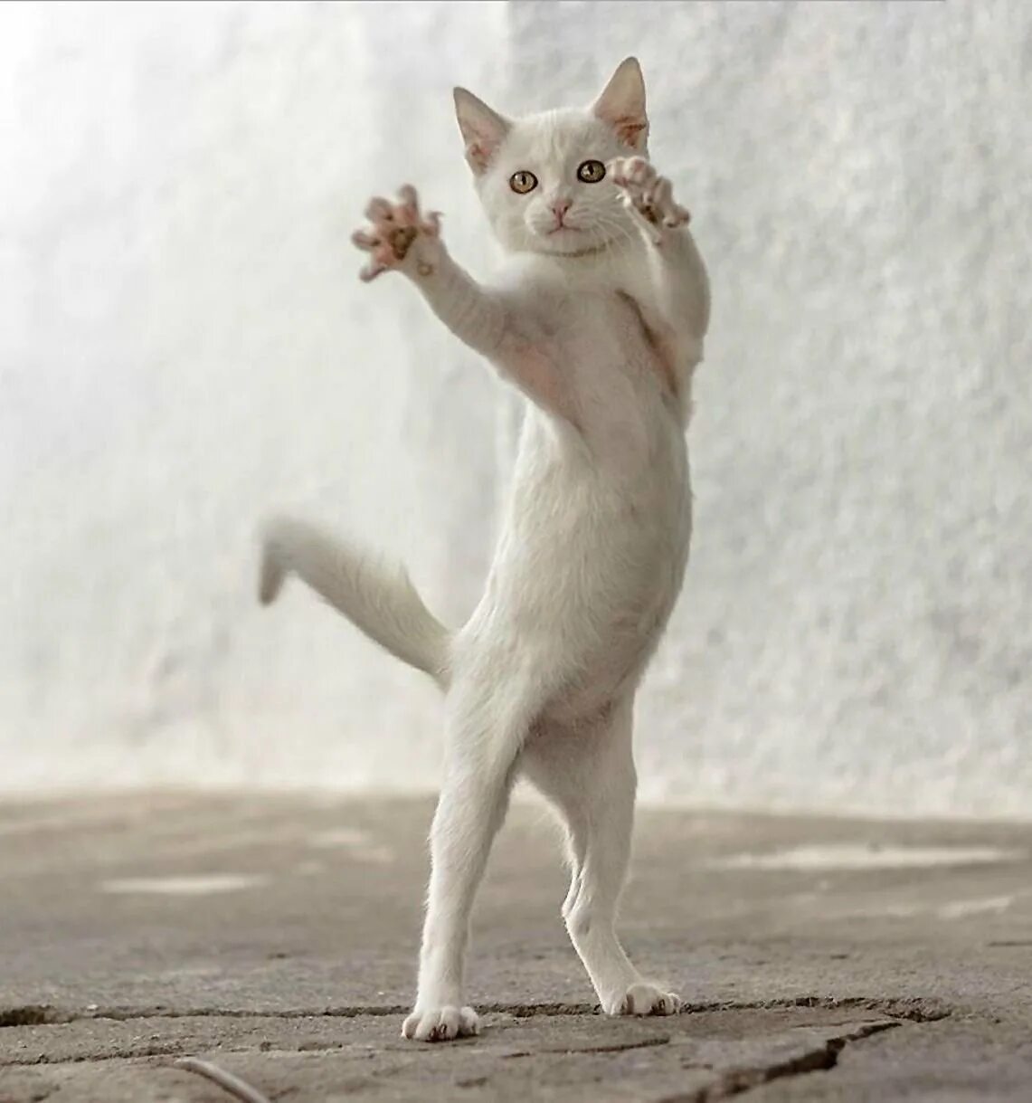 Где котики танцуют. Танцующий кот. Котик танцует. Смешные кошки.