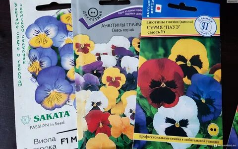 Когда сажают виолу семена