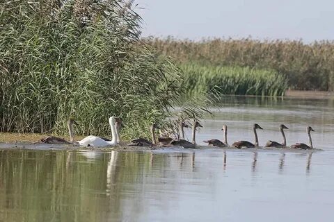 Животные волги 4 класс