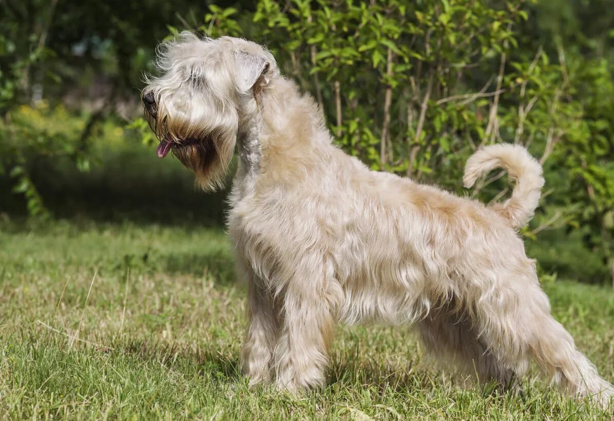 Терьер фото разновидности. Пшеничный Фокстерьер. Soft Coated Wheaten Terrier. Терьеристые породы собак. Уитон терьер собака.