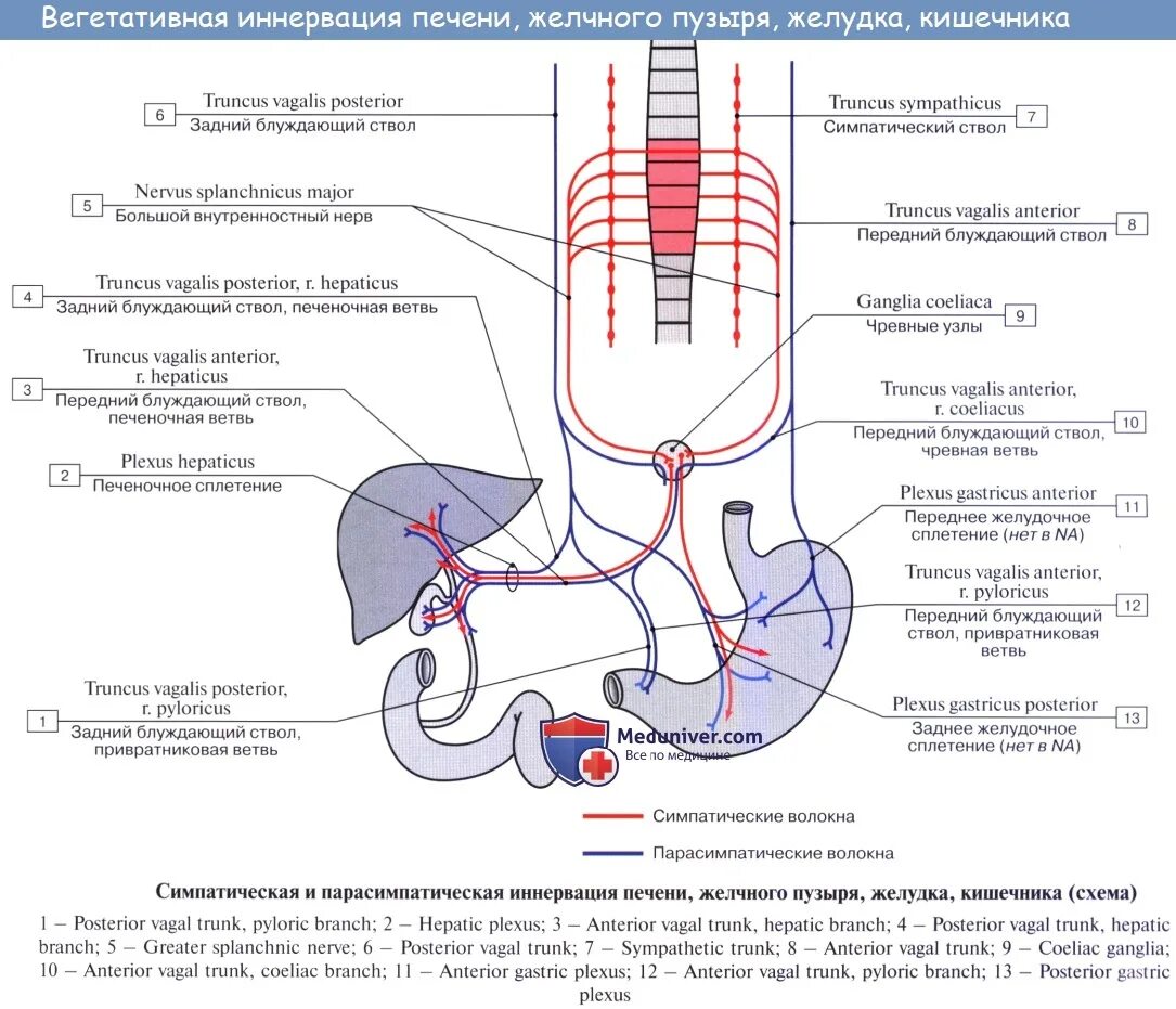 Нерв пищевода. Симпатическая иннервация желудка схема. Иннервация желудка анатомия. Иннервация желудка симпатическая и парасимпатическая. Схема вегетативной иннервации желудка.
