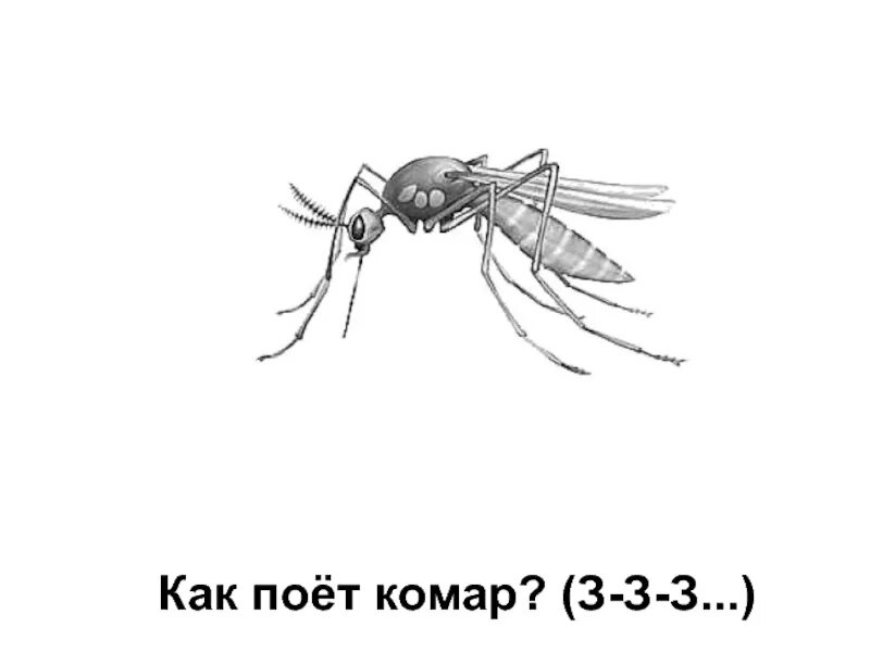 Провел ночь с комаром. Презентация на тему комары. Все знают как поют комары основная мысль. Писк комара звук. Сколько всего видов комаров.