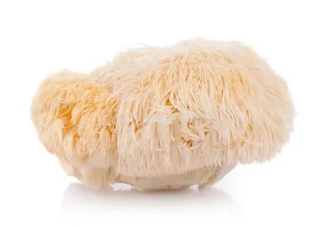 Lions mane mycelium