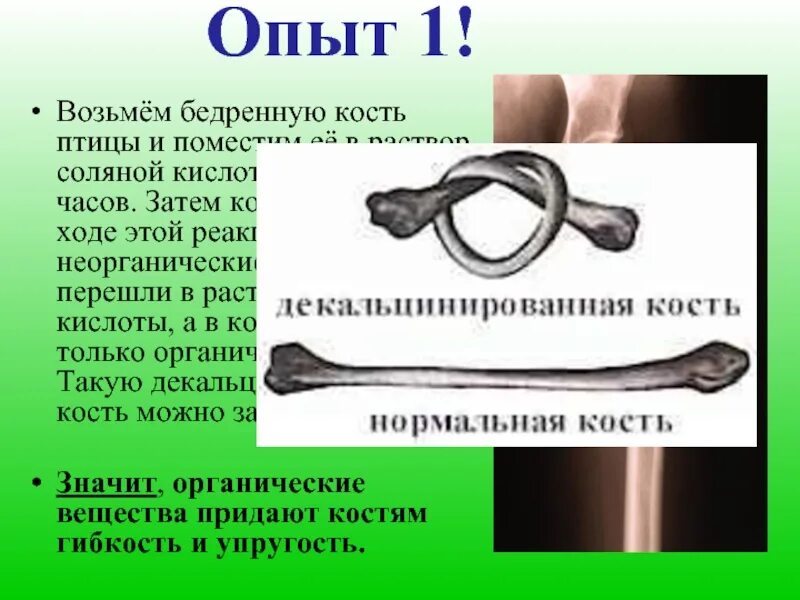 Какое свойство придают костям минеральные вещества. Опыт декальцинированная кость. Опыт с декальцинированной костью. Гибкость костей. Декальцинированная и прокаленная кость.