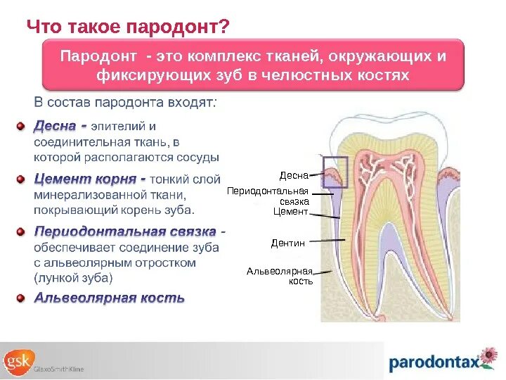 Функции тканей зубов. Ткани зуба периодонт строение. Анатомия строение зуба периодонт. Анатомо-функциональное строение пародонта функции пародонта. Анатомо-гистологическое строение и функции пародонта..