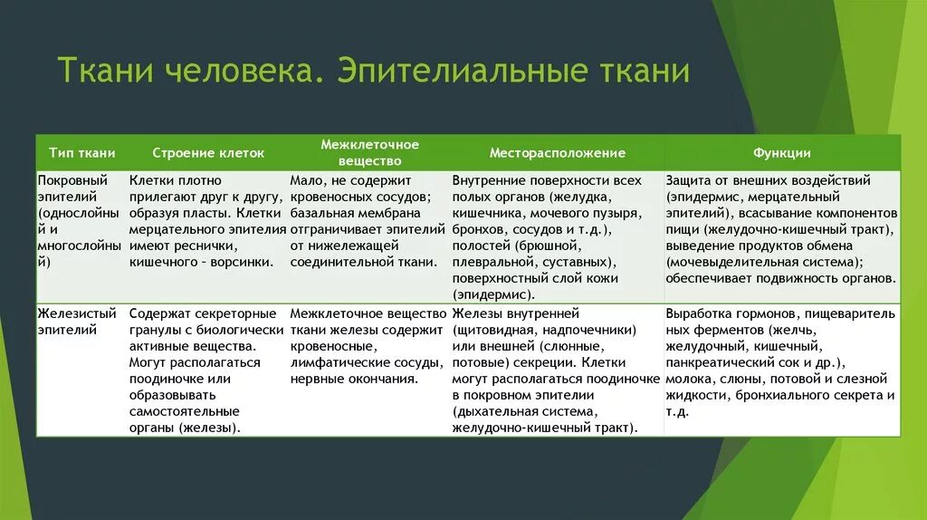 Ткань особенности строения функции таблица. Соединительная ткань строение и функции таблица. Строение и функции тканей человека. Типы соединительной ткани таблица. Эпителиальная ткань функции таблица.