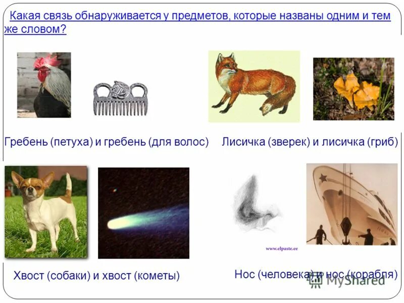 Значение слова гребешок. Многозначные слова картинки. Четверостишье из слова гребешок. Многозначные слова. Презентация гребень петуха.