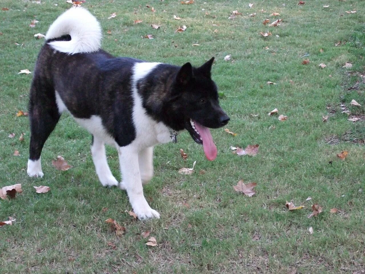 Akita (American) 16 Akita dog, American akita dog, American akita