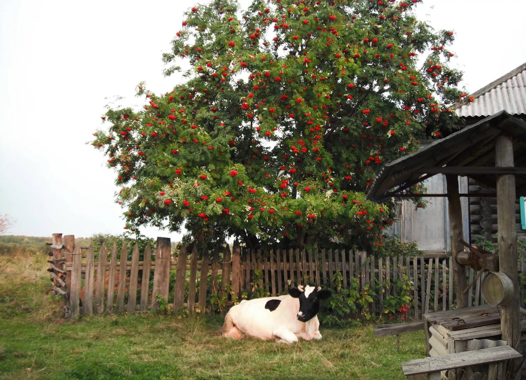 деревенский дом с рябиной. рябина возле дома. деревенский дом с рябиной. рябина возле дома. палисад рябина деревня.
