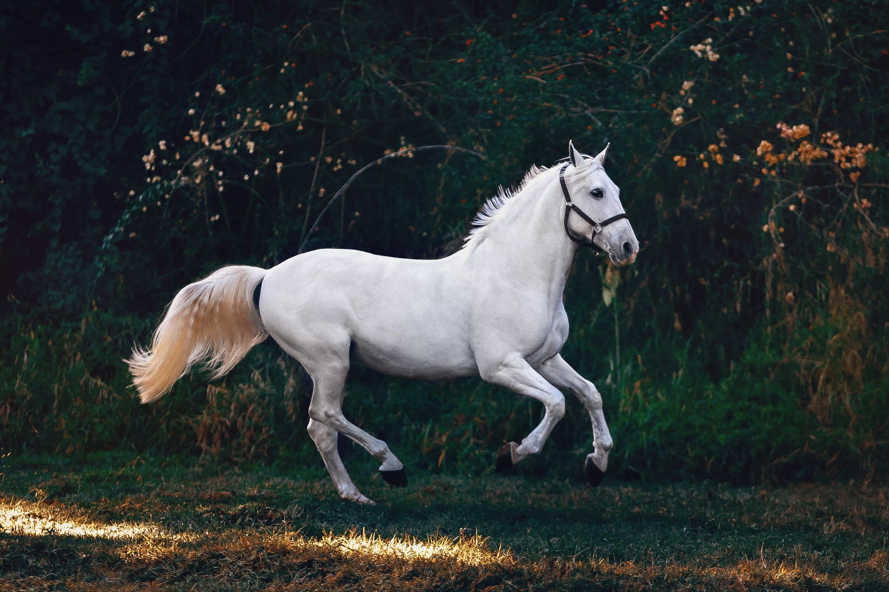 Белоснежные лошадки. Фризская лошадь альбинос. Лошади породы фриз альбинос. Лошадь фриз альбинос. Пегий Орловский рысак.
