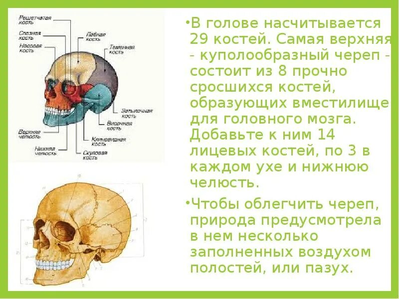 Черепная коробка состоит из нескольких костей