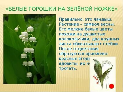 Беленькие горошки